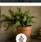 Potted greenery
